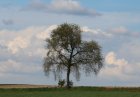 ArbreBlesseAnvaing_2016-arbre-anvg.jpg