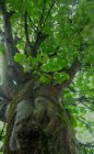 AuPiedsDeLArbre_img_6545.jpg