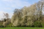 BordurePrintaniere_2016-printemps-aah.jpg