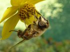 BzzZ_abeille.jpg