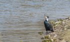 JeuneCormorant_dsc_7355-2.jpg