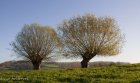 LesArbresDePollardCEstAussiPatrimoine_les-arbres-de-pollard,-c-est-aussi-patrimoine!.jpg