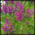 LilaS2_20160510_192051-01.jpeg