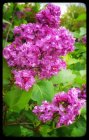 LilaS3_20160510_192020-01.jpeg