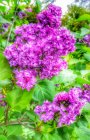 LilaS_20160510_192020-02.jpeg