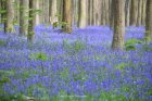 OceanForestier_dsc_0524.jpg