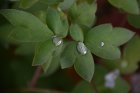 PapillonDeVerdureEtPerlesDePluie_papillon-de-verdure-et-perles-de-pluie.jpg