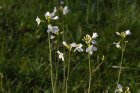 PetalesDuJour_fleur-blanche.jpg