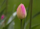 RienQuUneLarme2_tulipe-rose-.jpg