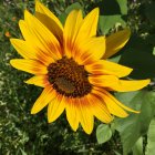 TournesoL_img_0326.jpg