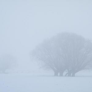 Saule têtard sous la neige et dans le brouillard