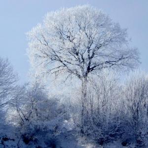 Un chêne en hiver