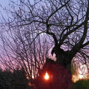 coucher de soleil dans un arbre creux